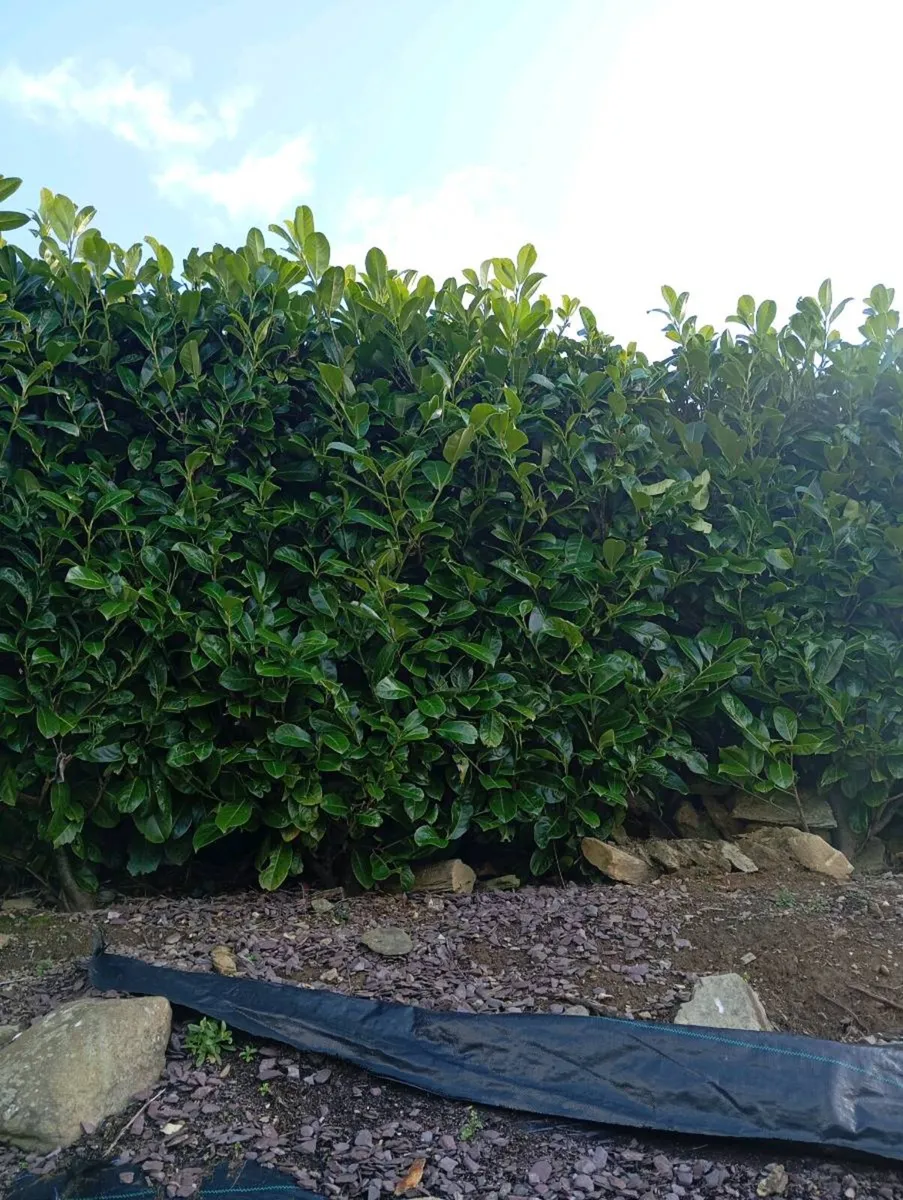 Laurel hedging - Image 2