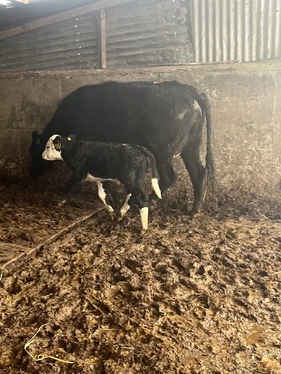 Cows and calves - Image 3
