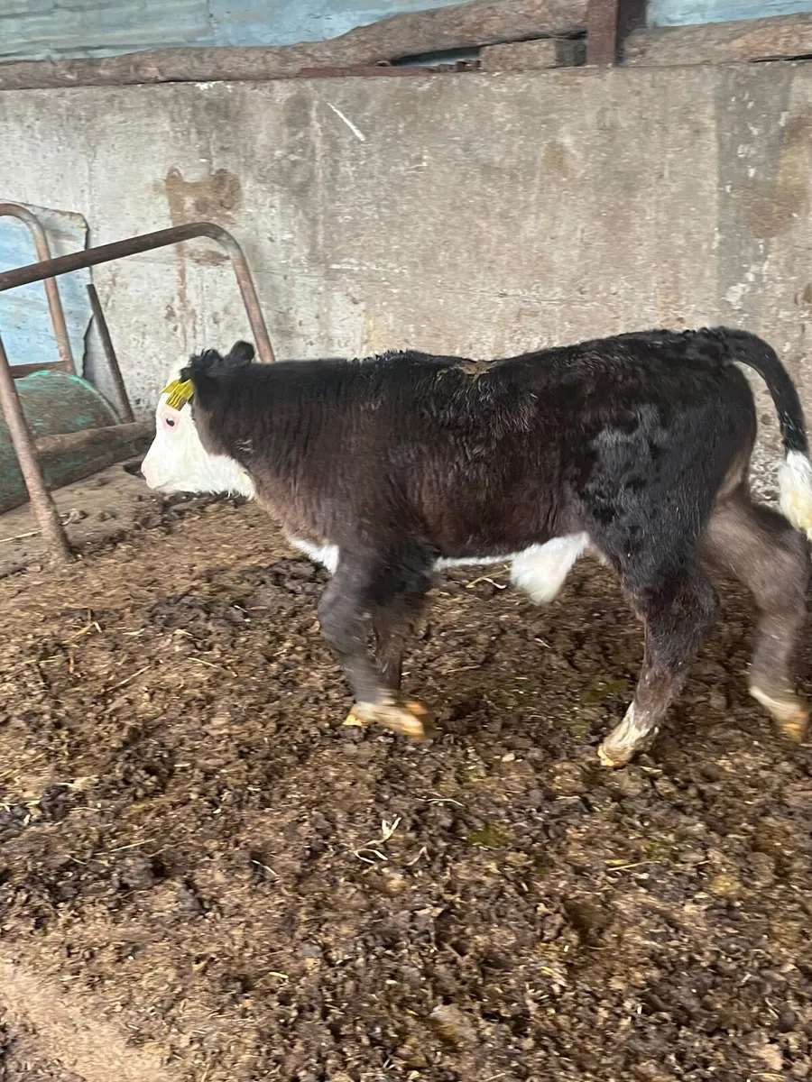 Cows and calves - Image 4