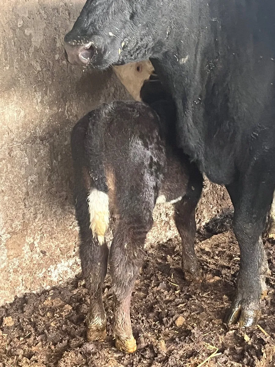Cows and calves - Image 2