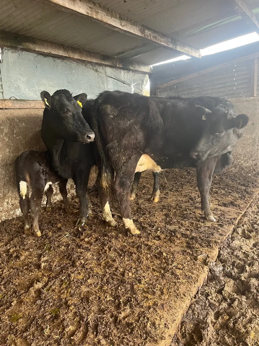 Cows and calves - Image 1