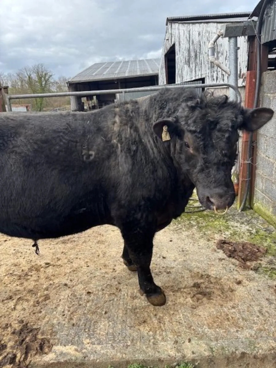 AA Pedigree Bull for sale - Image 1