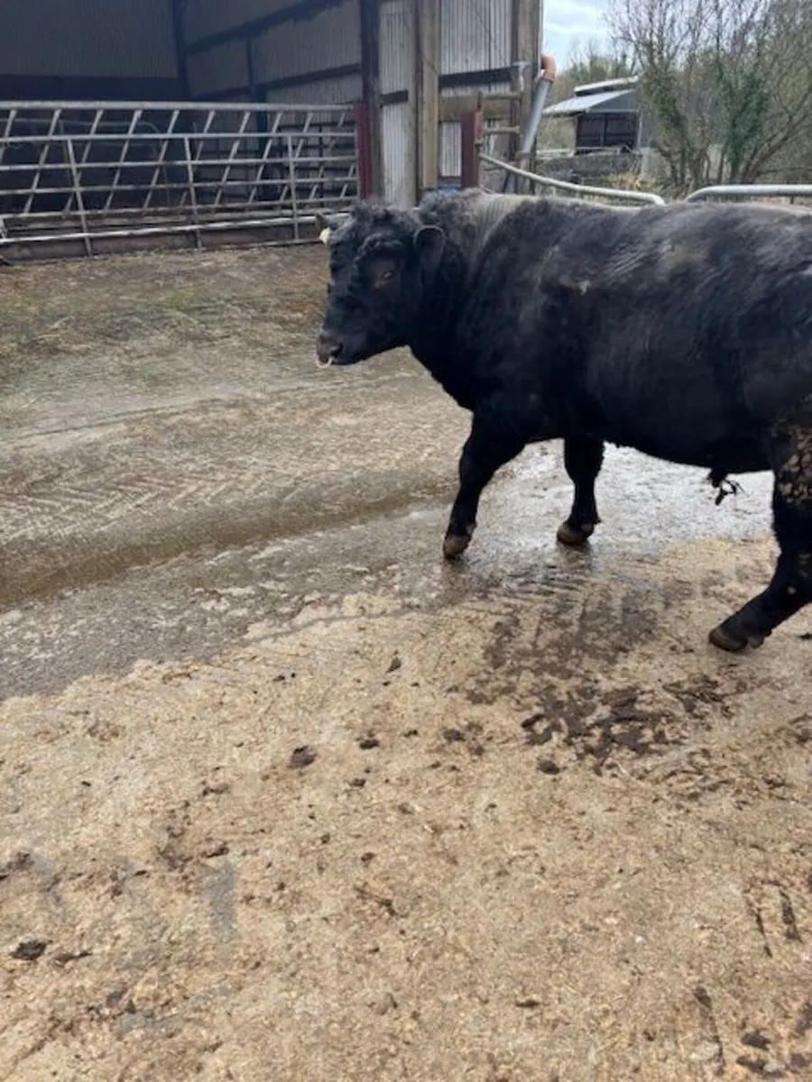 AA Pedigree Bull for sale - Image 2