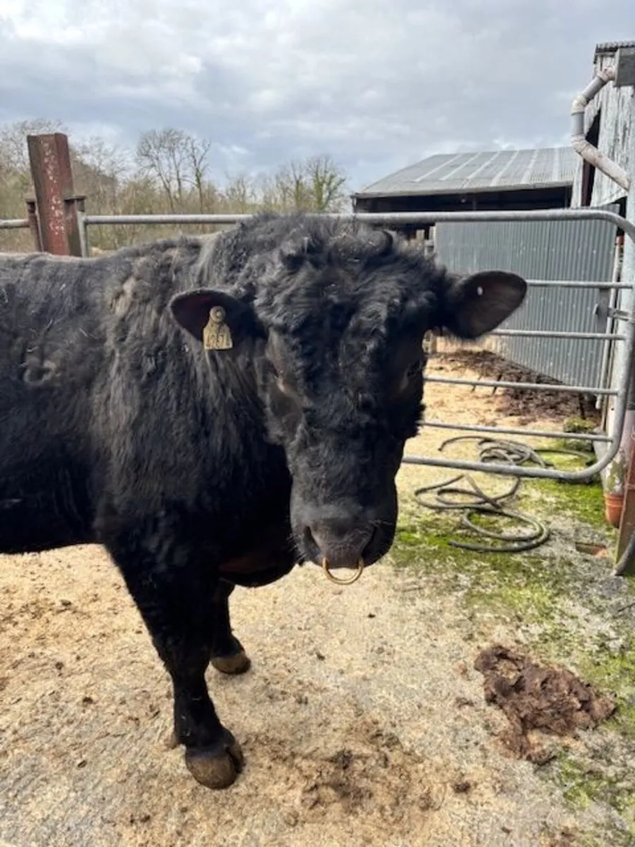 AA Pedigree Bull for sale - Image 3