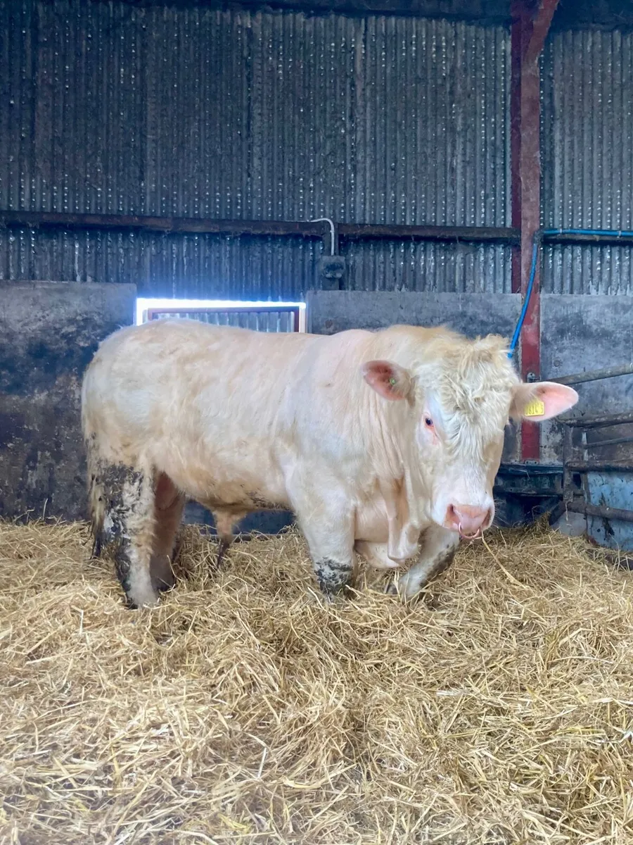 3 Ped Charolais Bulls for sale - Image 3