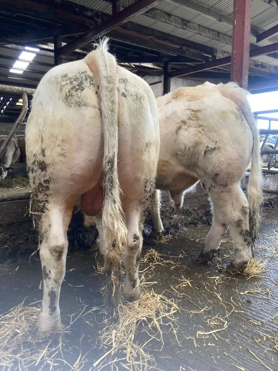 3 Ped Charolais Bulls for sale - Image 4