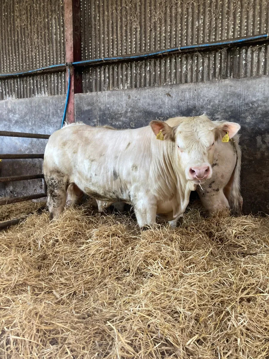 3 Ped Charolais Bulls for sale - Image 2