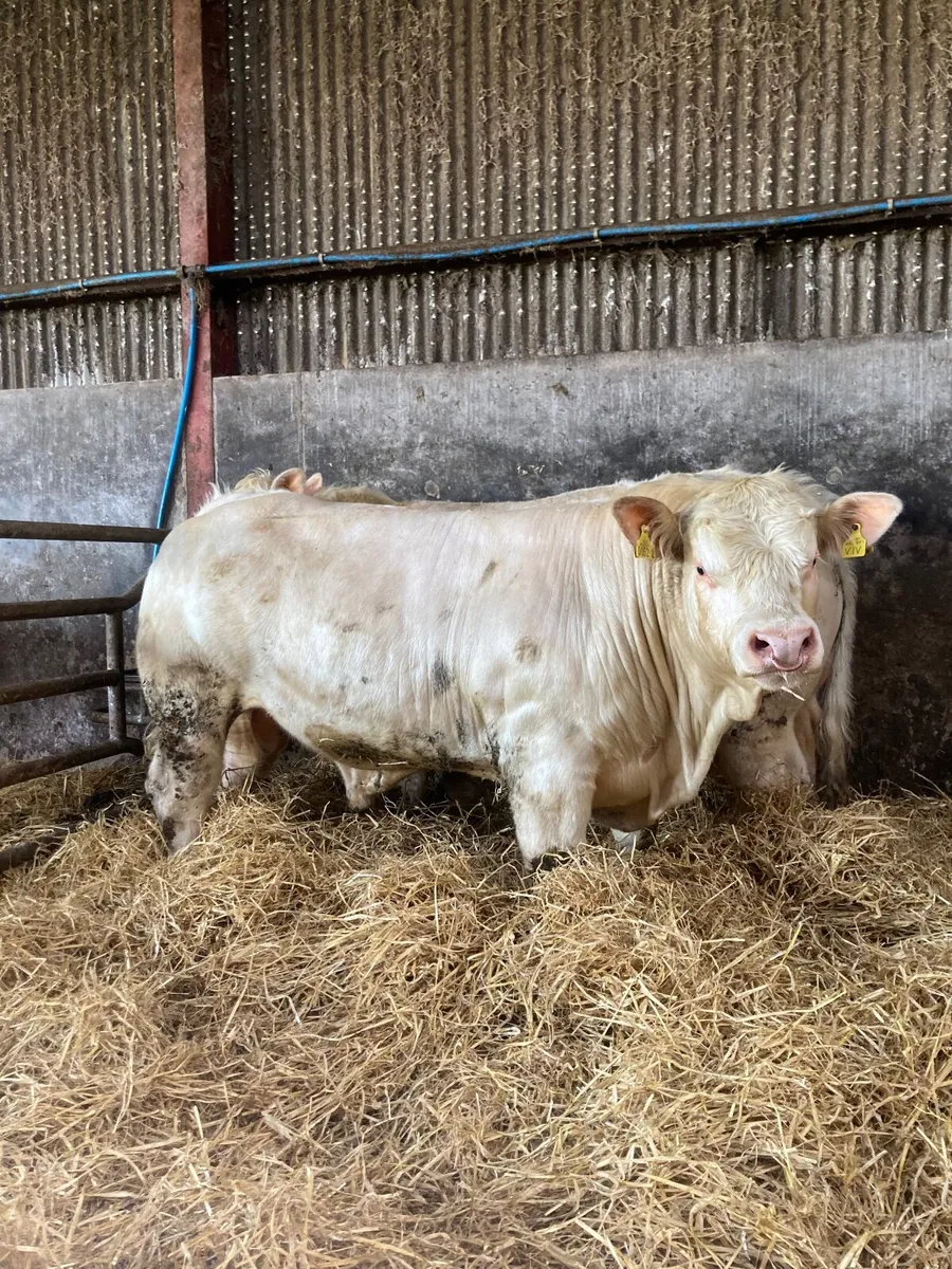 3 Ped Charolais Bulls for sale - Image 1