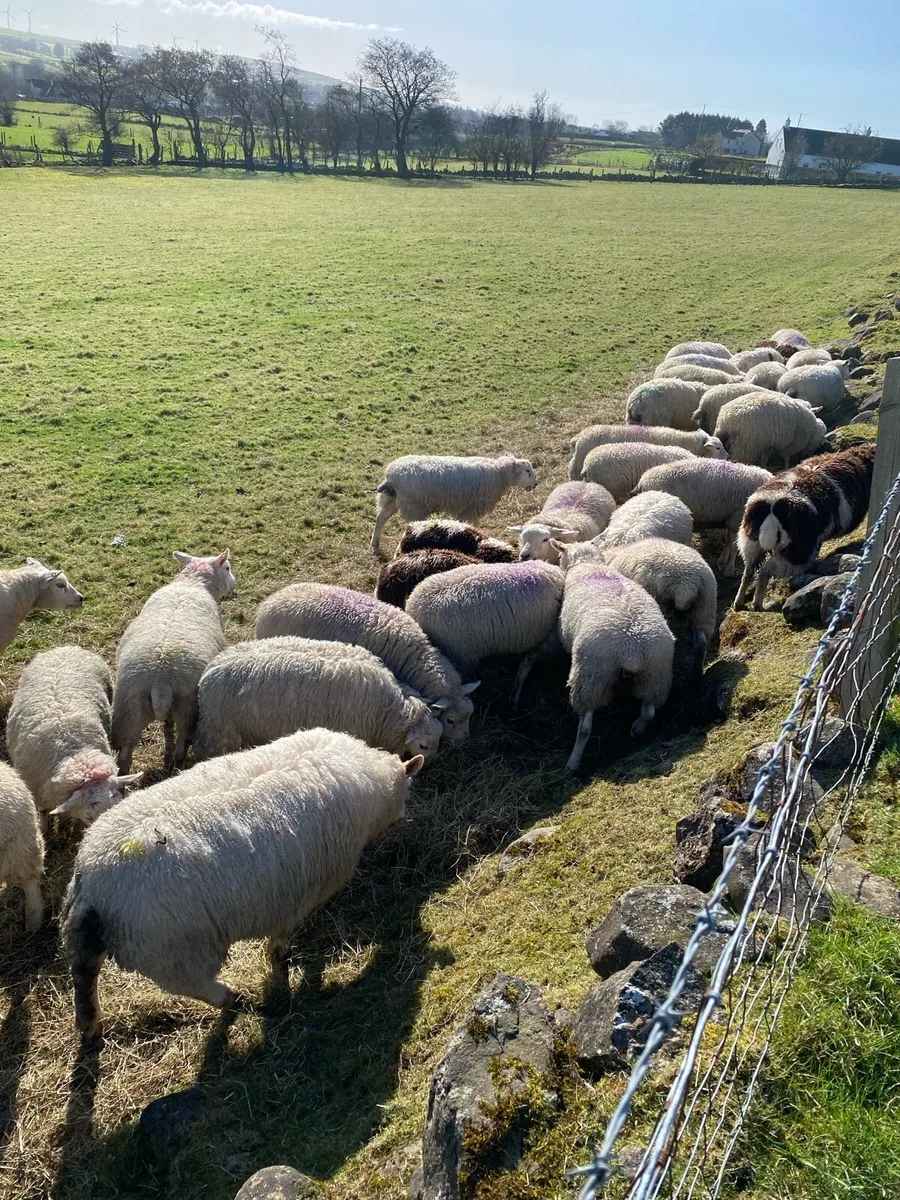 Texel hoggets for sale - Image 1