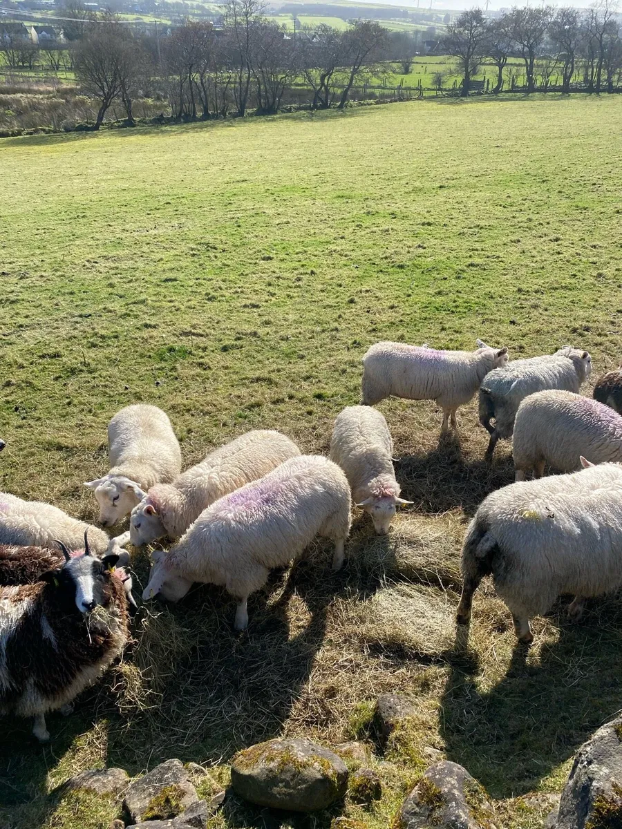 Texel hoggets for sale - Image 2