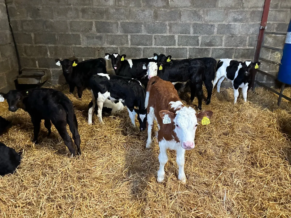 Calves - Image 1