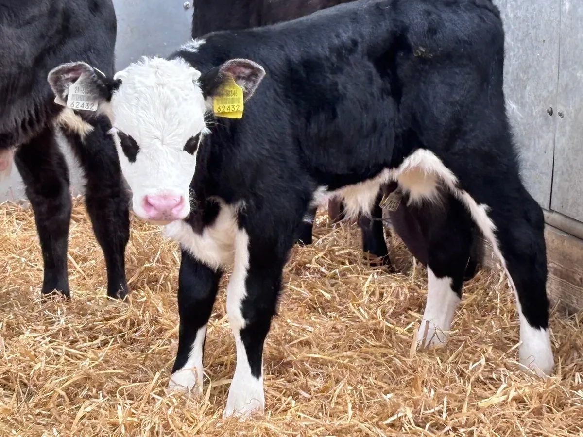 4 Hereford & Angus bull calves - Image 1
