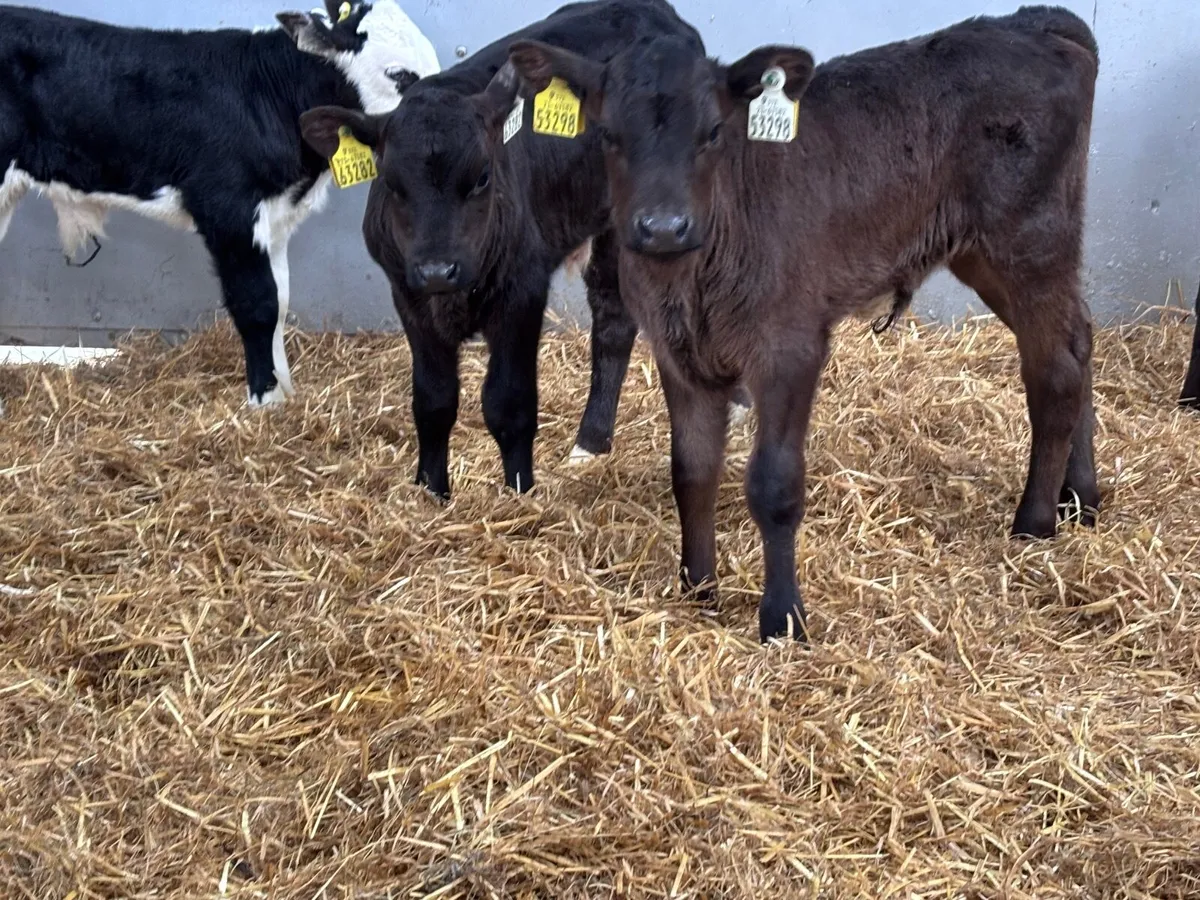 4 Hereford & Angus bull calves - Image 3