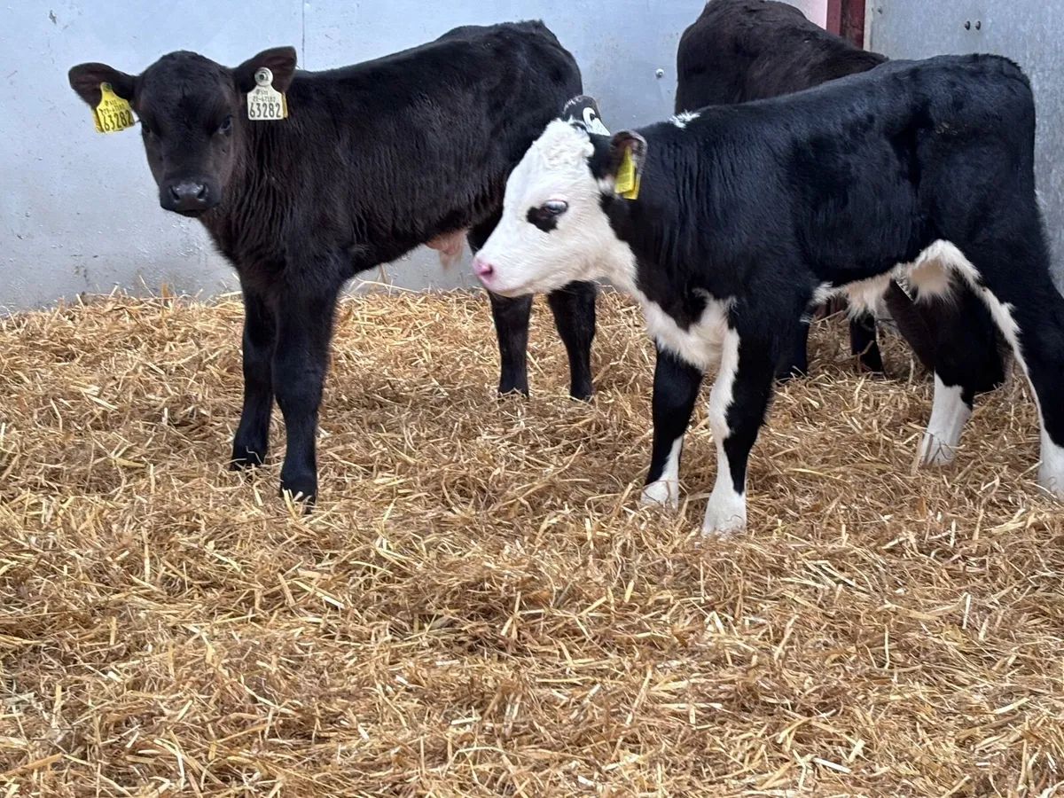 4 Hereford & Angus bull calves - Image 4