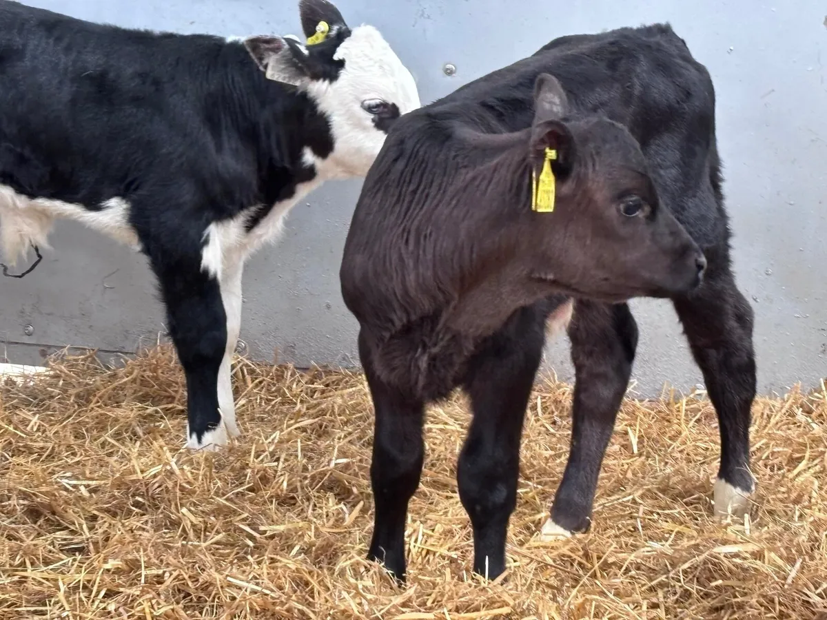 4 Hereford & Angus bull calves - Image 2