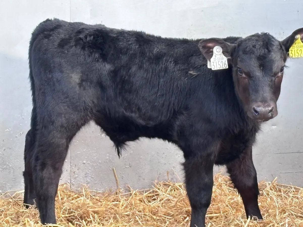 3 super Angus bull calves for sale - Image 3