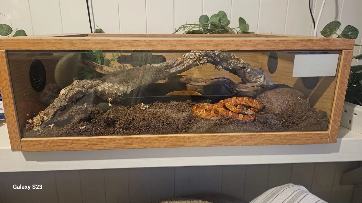 Cornsnake with enclosure starter kit - Image 3