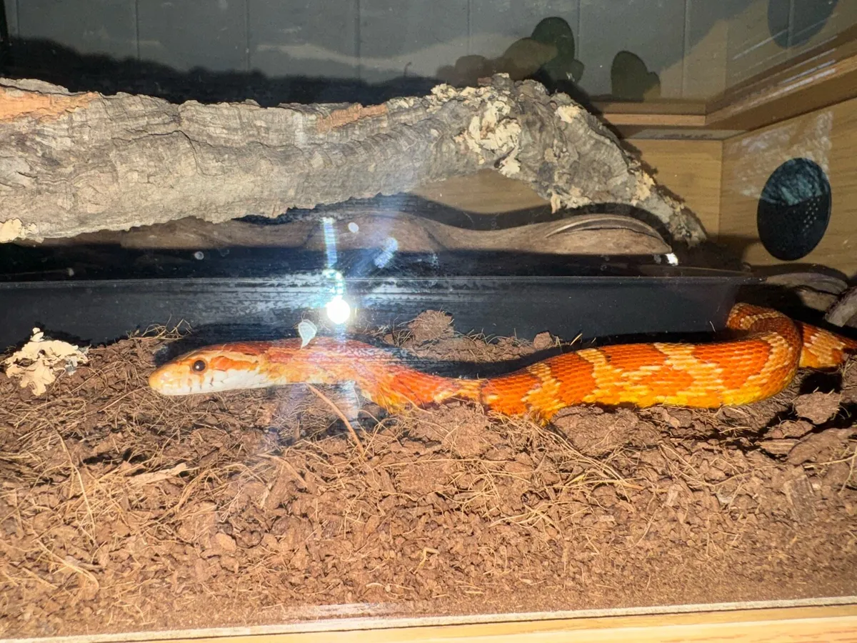 Cornsnake with enclosure starter kit - Image 1
