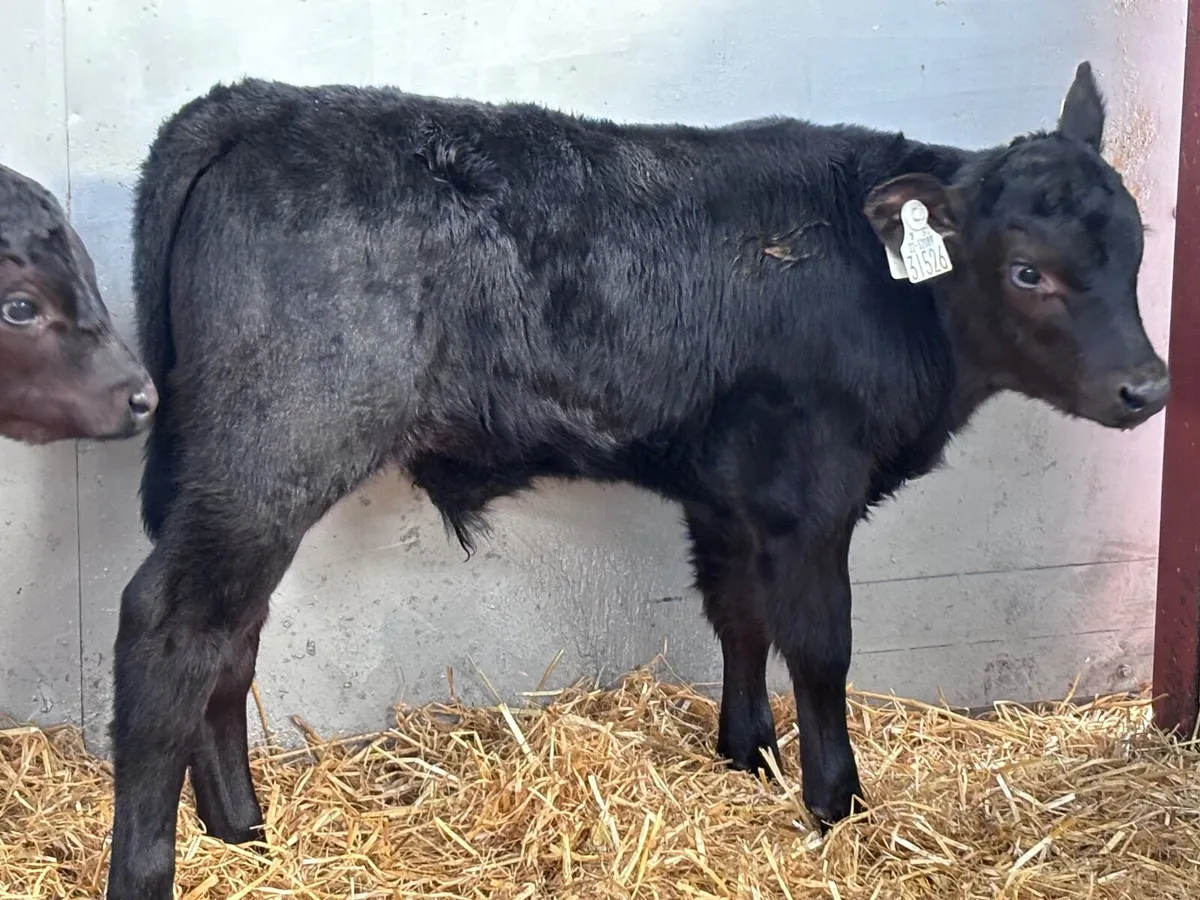 3 super Angus bull calves for sale - Image 1