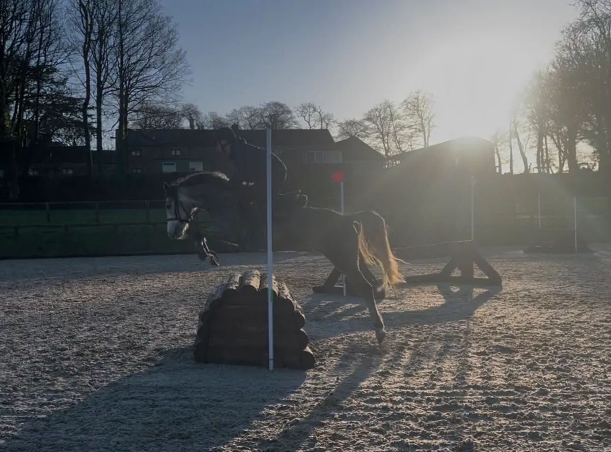 Top track 138cm pony - Image 4