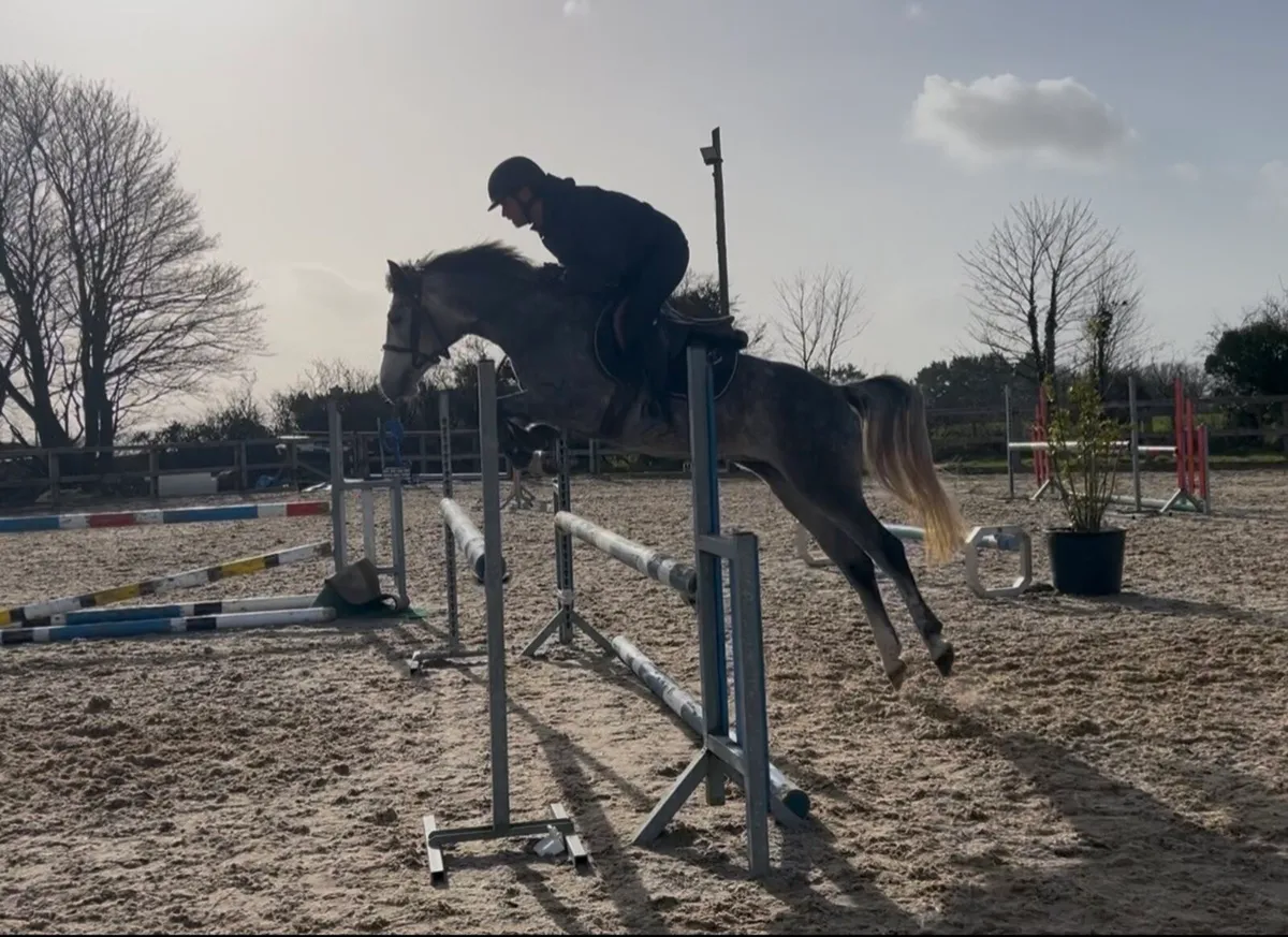 Top track 138cm pony - Image 2