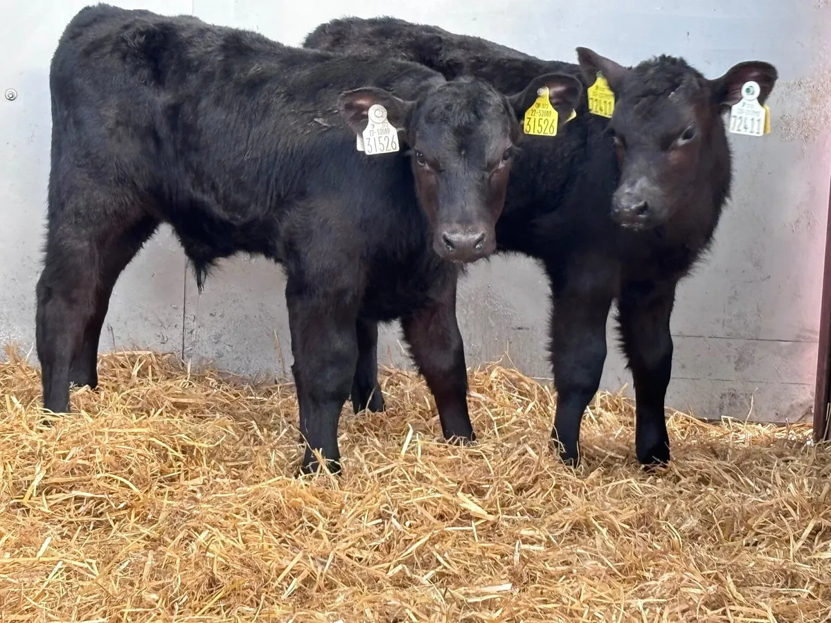 3 super Angus bull calves for sale - Image 4