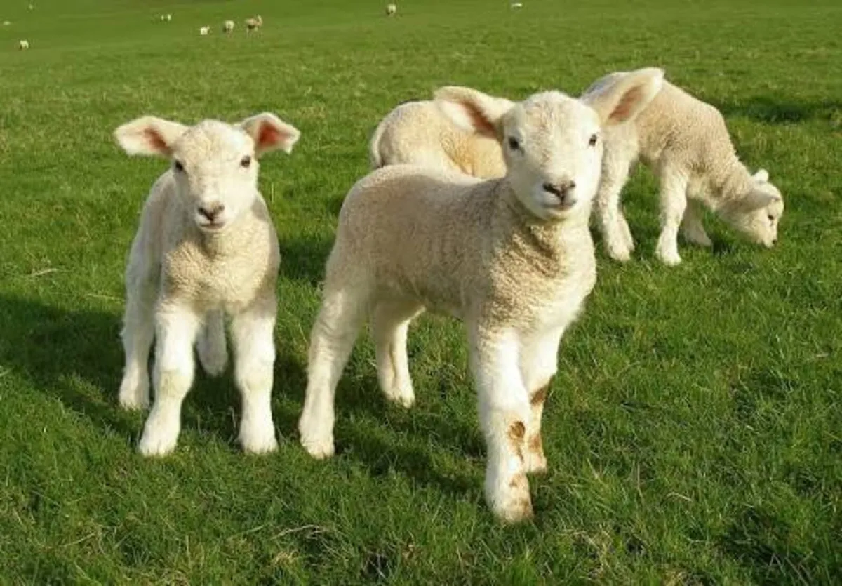 Semi rared / rared pet lambs wanted