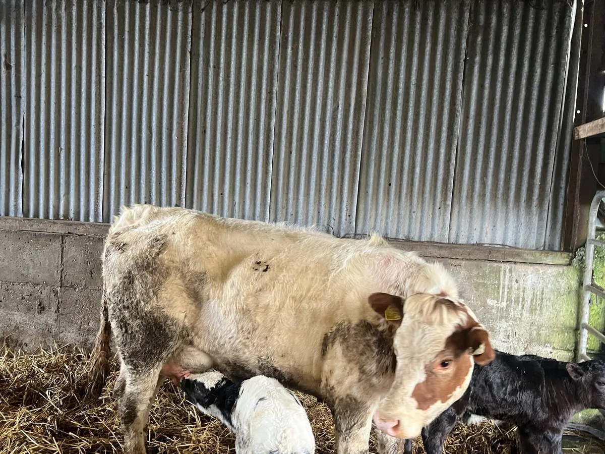 Cow and calf - Image 1