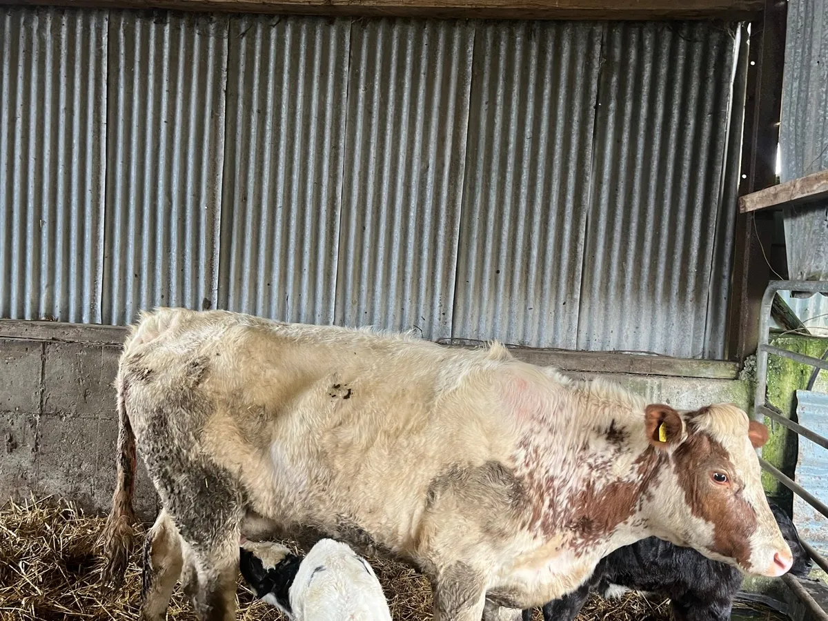 Cow and calf - Image 2