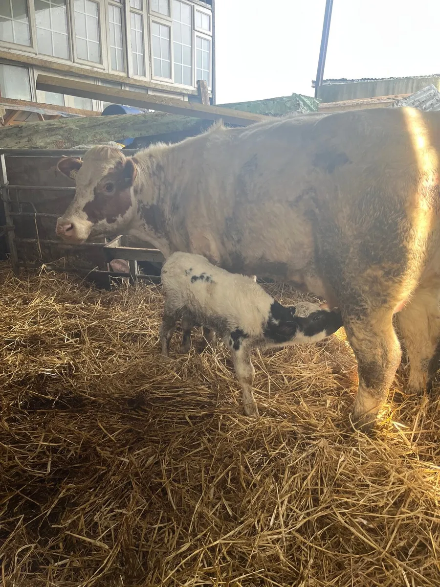 Cow and calf - Image 3