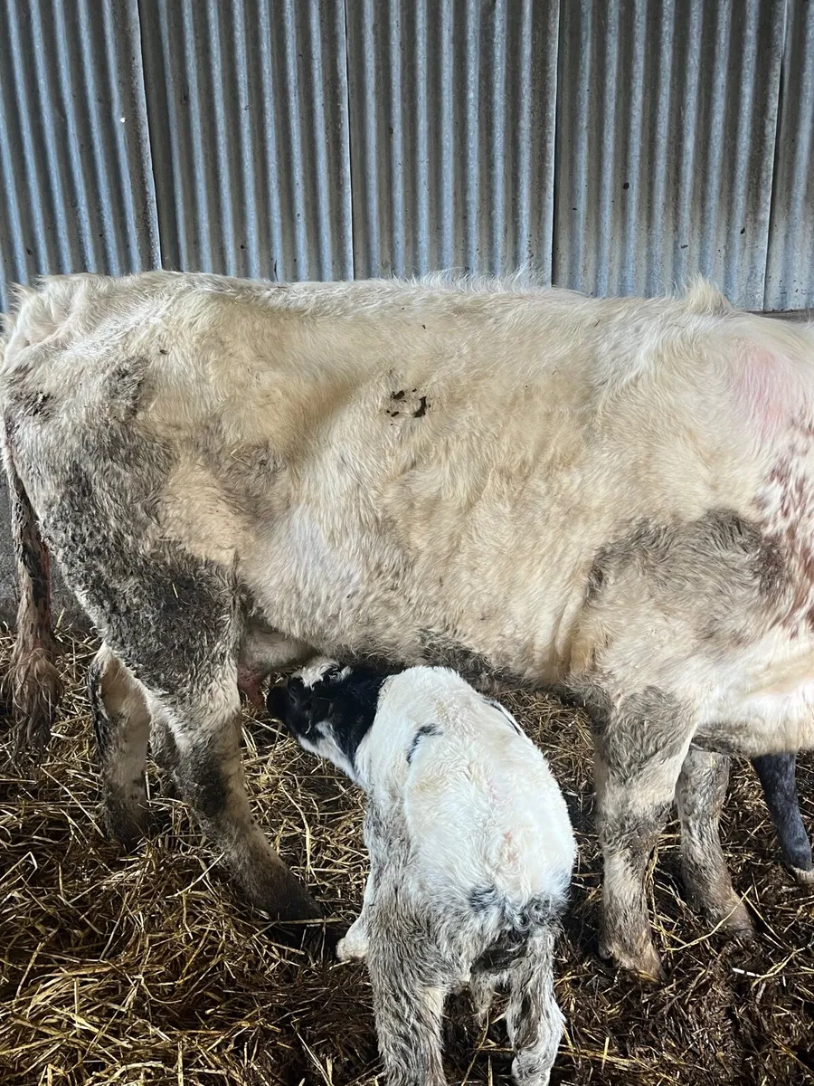 Cow and calf - Image 4