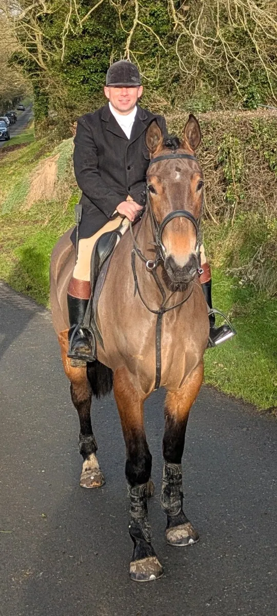 16.3hh 4 year old gelding - Image 2