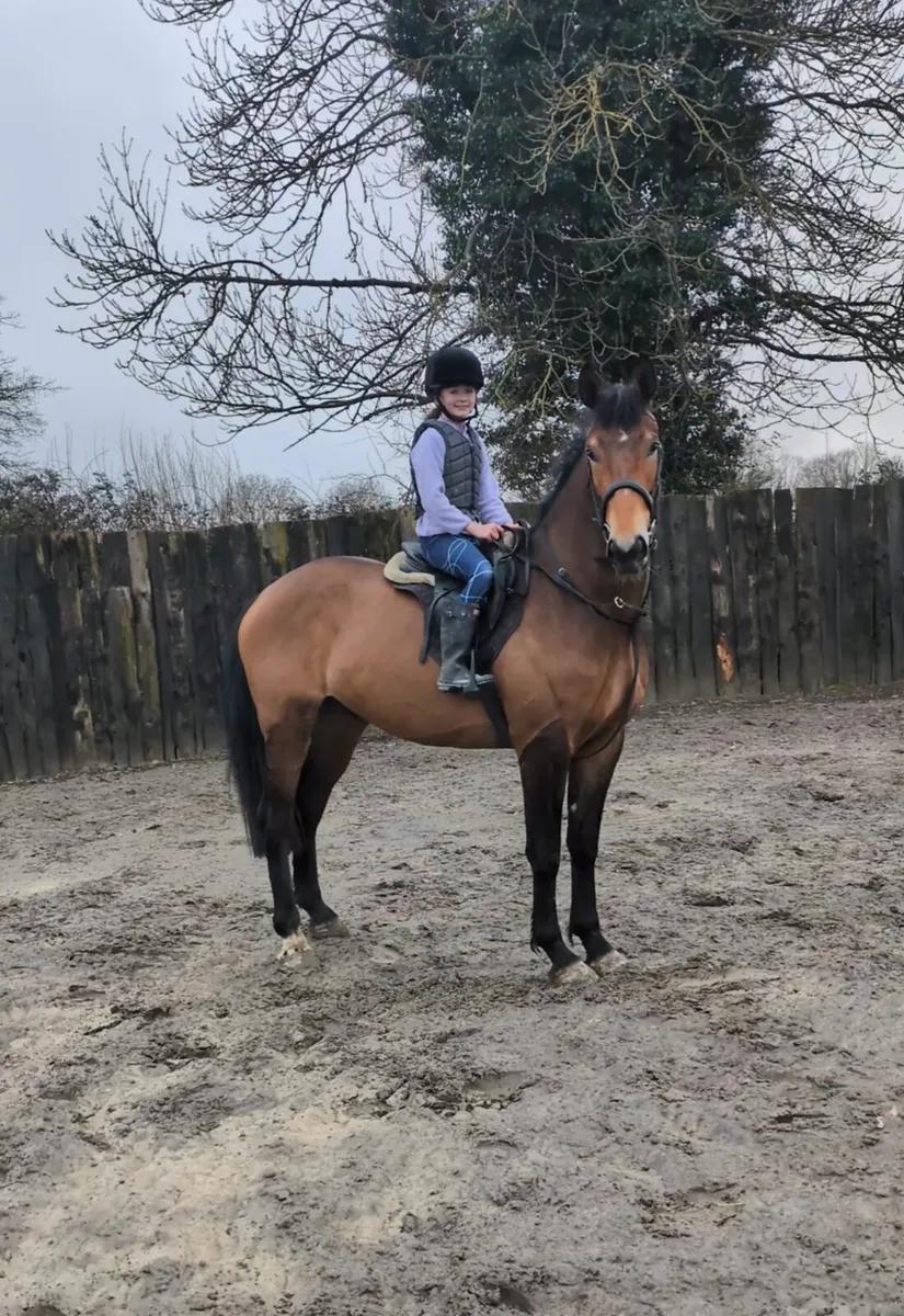 16.3hh 4 year old gelding - Image 3