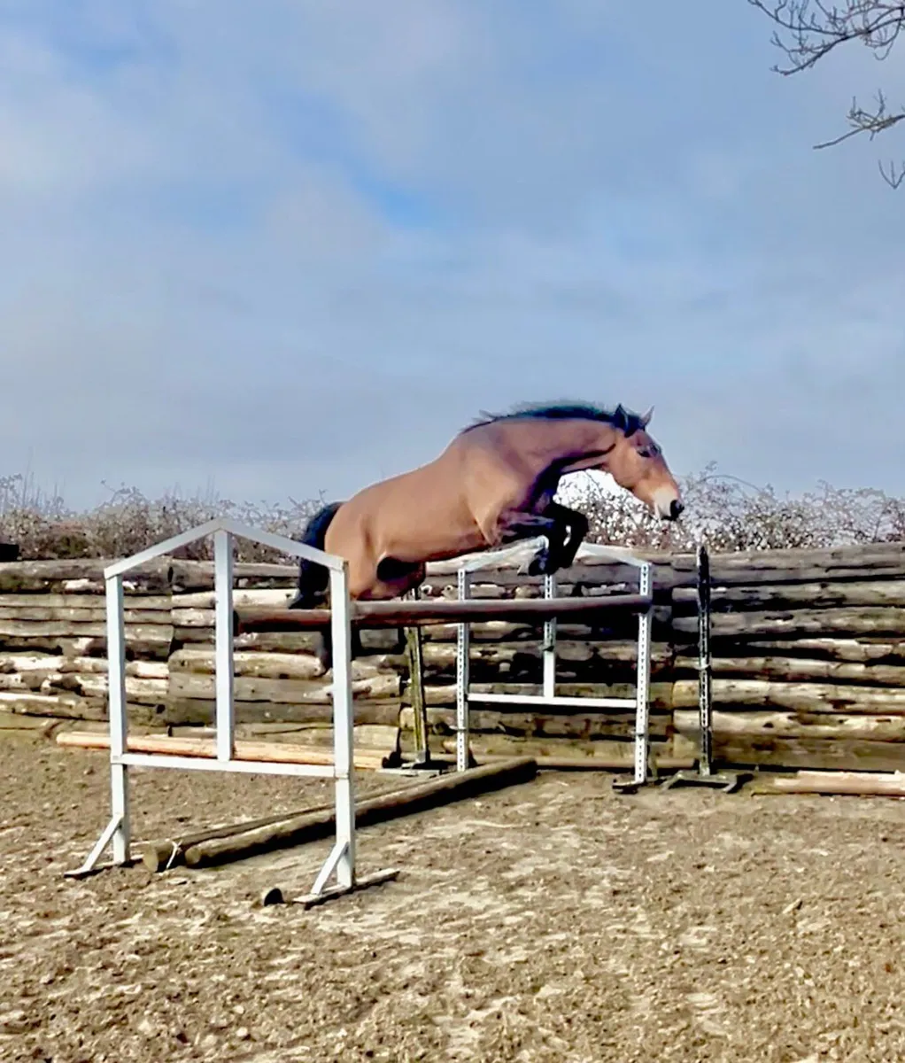 16.3hh 4 year old gelding - Image 4