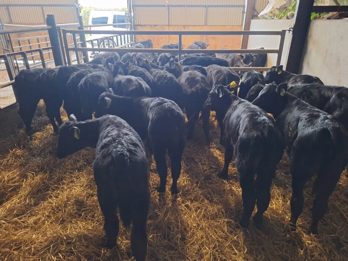 18 super Angus reared heifers - Image 1