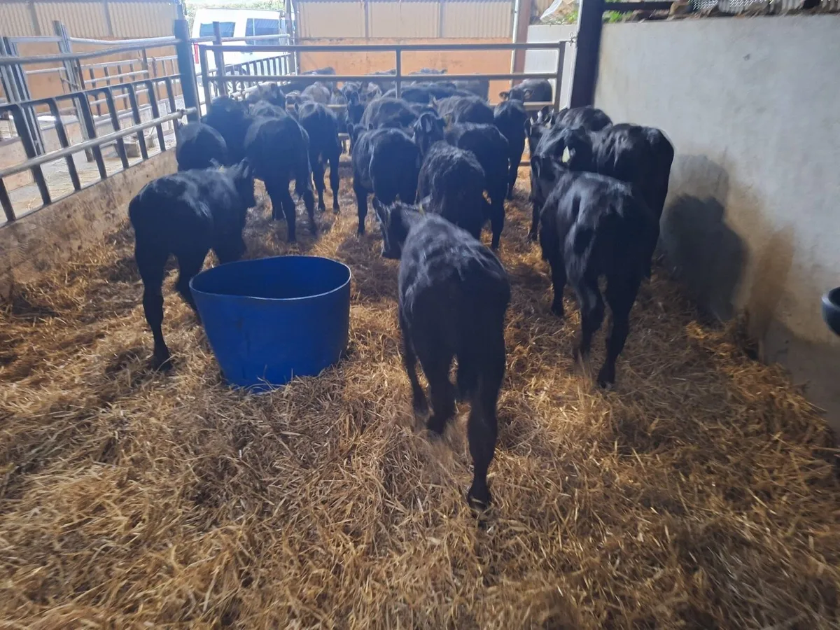 18 super Angus reared heifers - Image 2