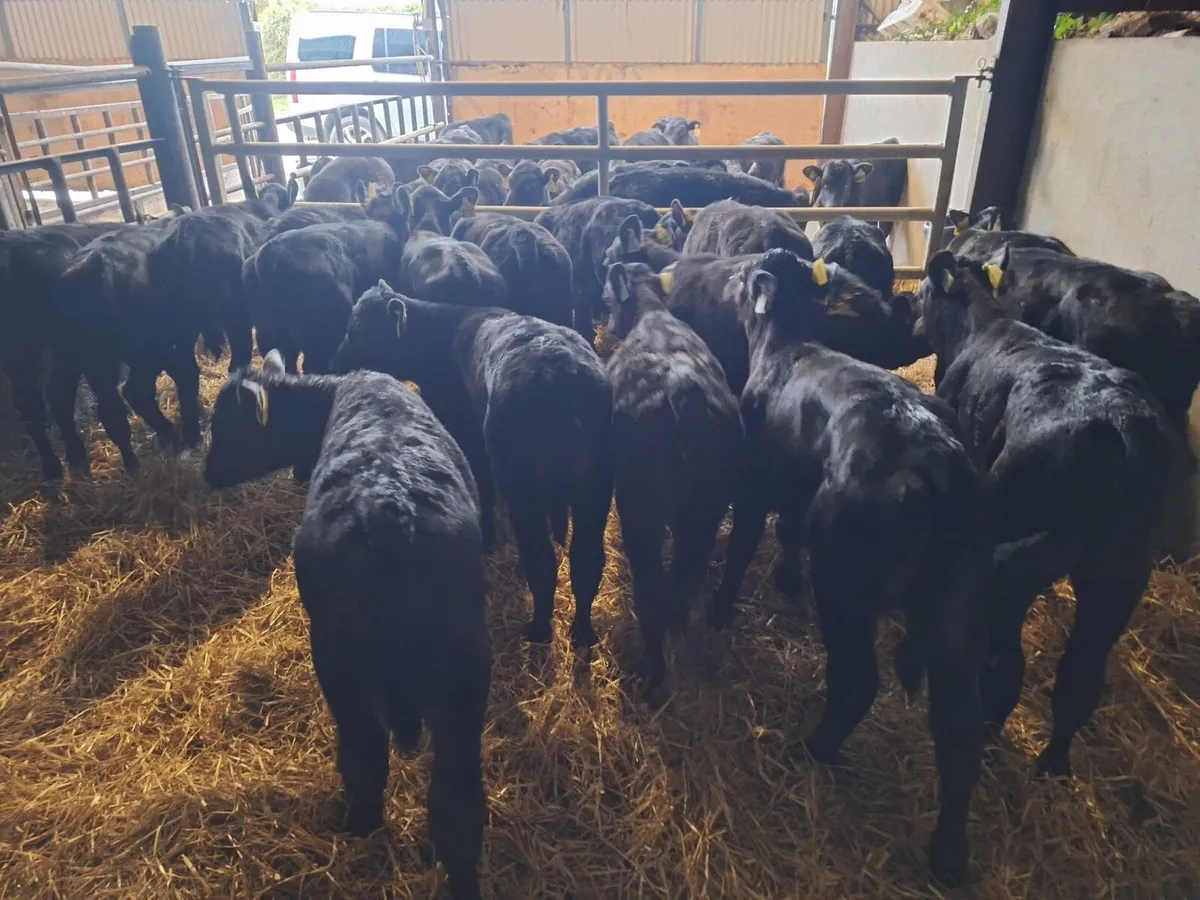 18 super Angus reared heifers - Image 3