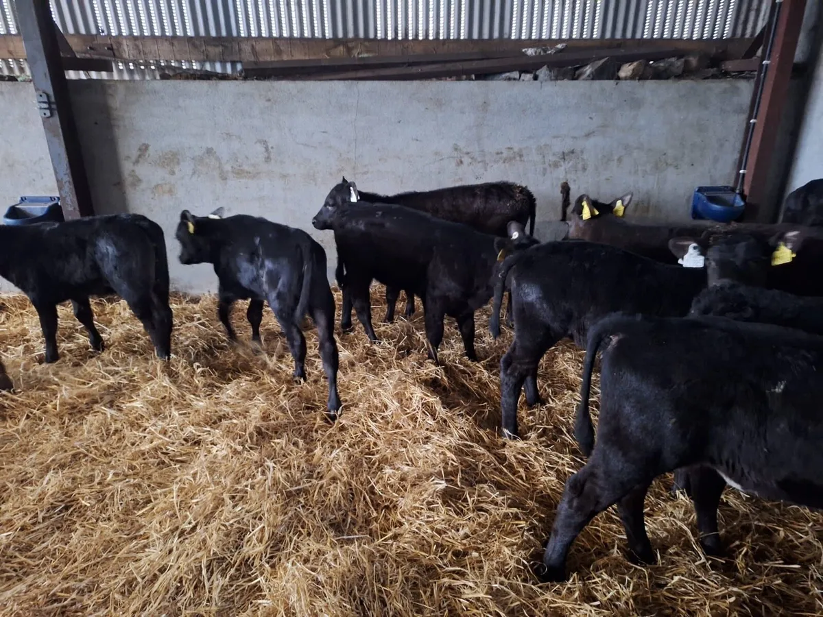 18 super Angus reared heifers - Image 4