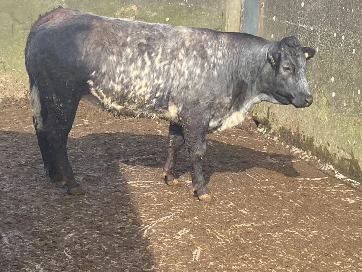 Heifer at Ennis Mart tomorrow - Lot 103K - Image 3