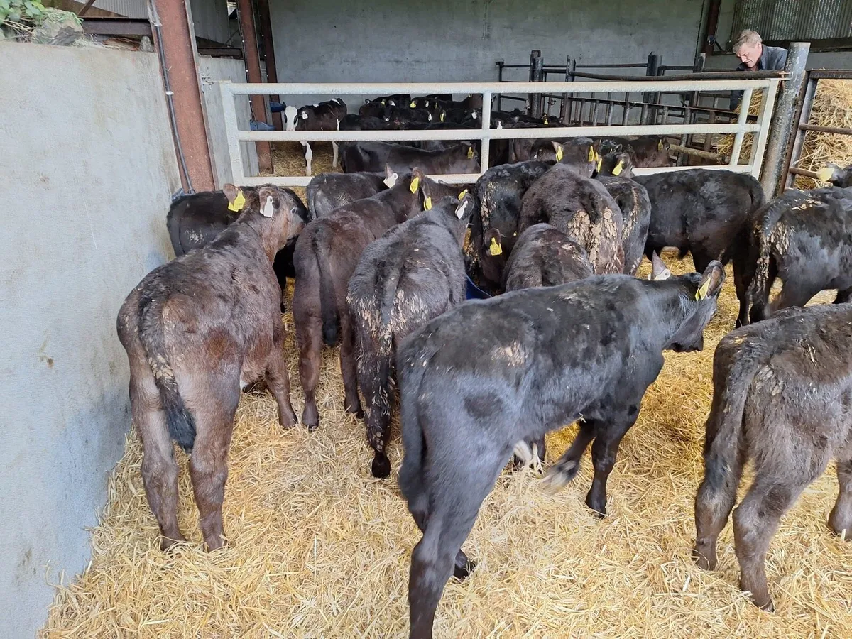 14 super Angus reared bulls - Image 4