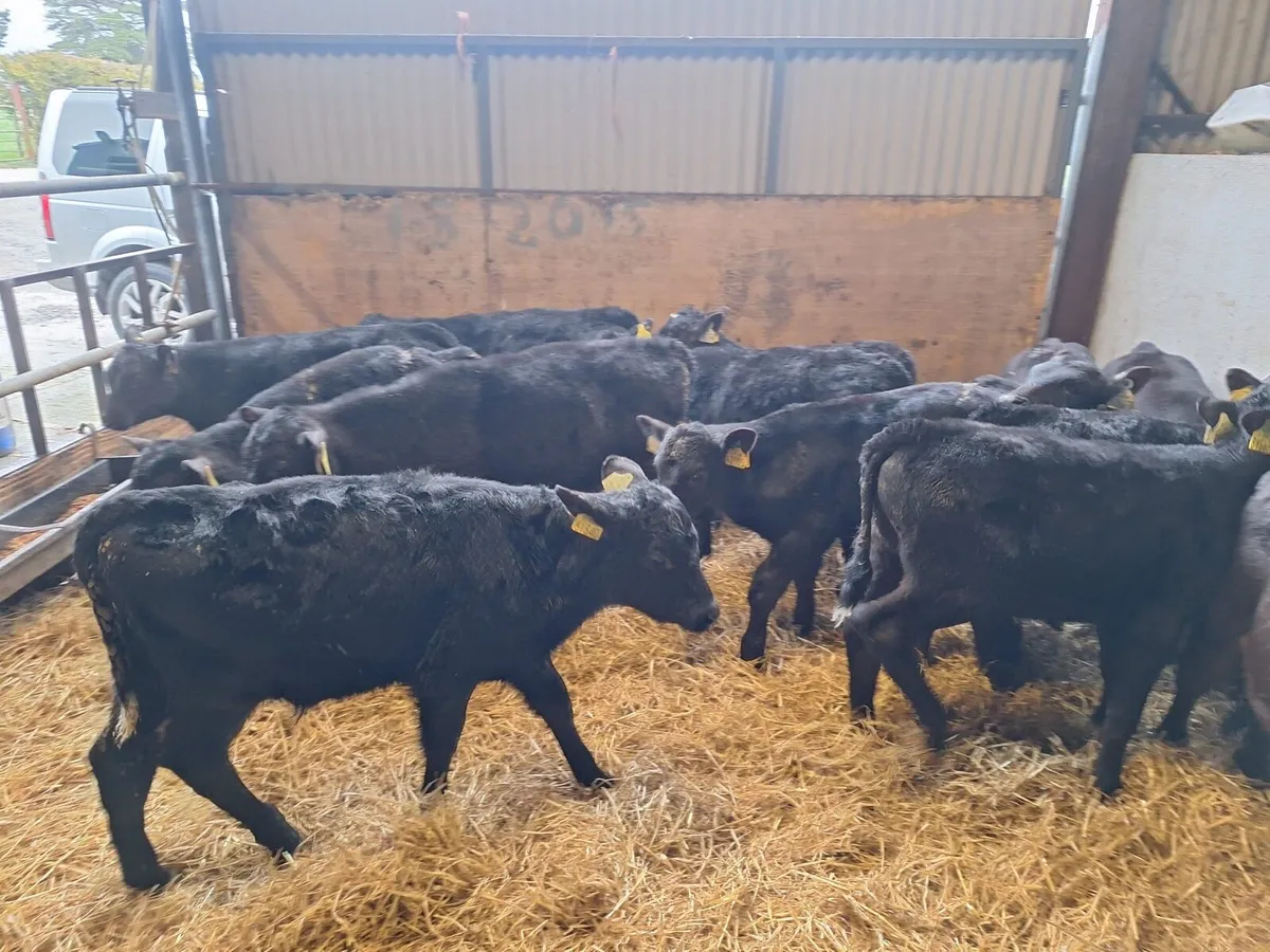 14 super Angus reared bulls - Image 1
