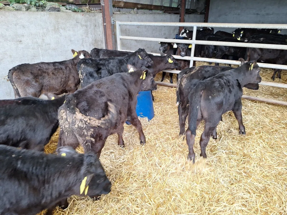 14 super Angus reared bulls - Image 2