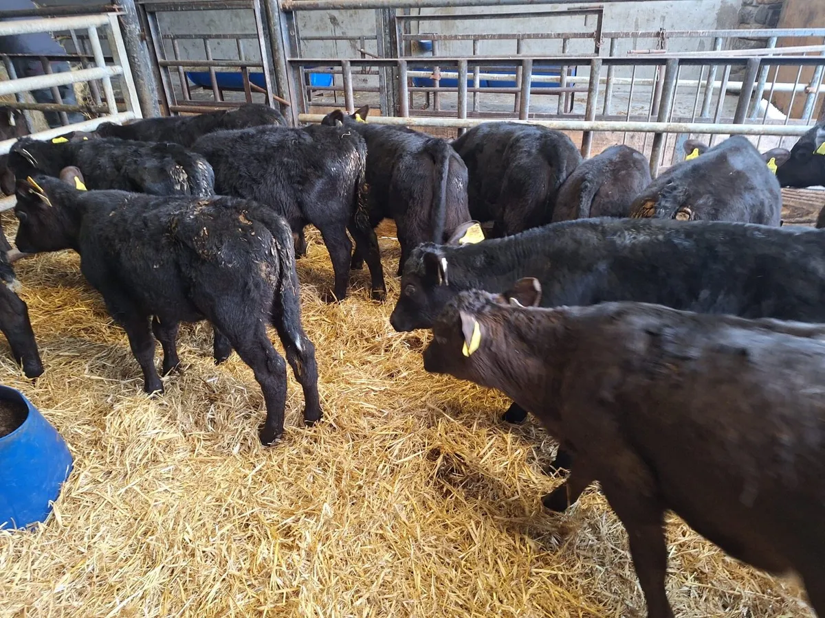 14 super Angus reared bulls - Image 3