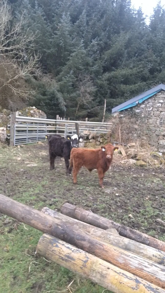 Angus bull weanling - Image 1