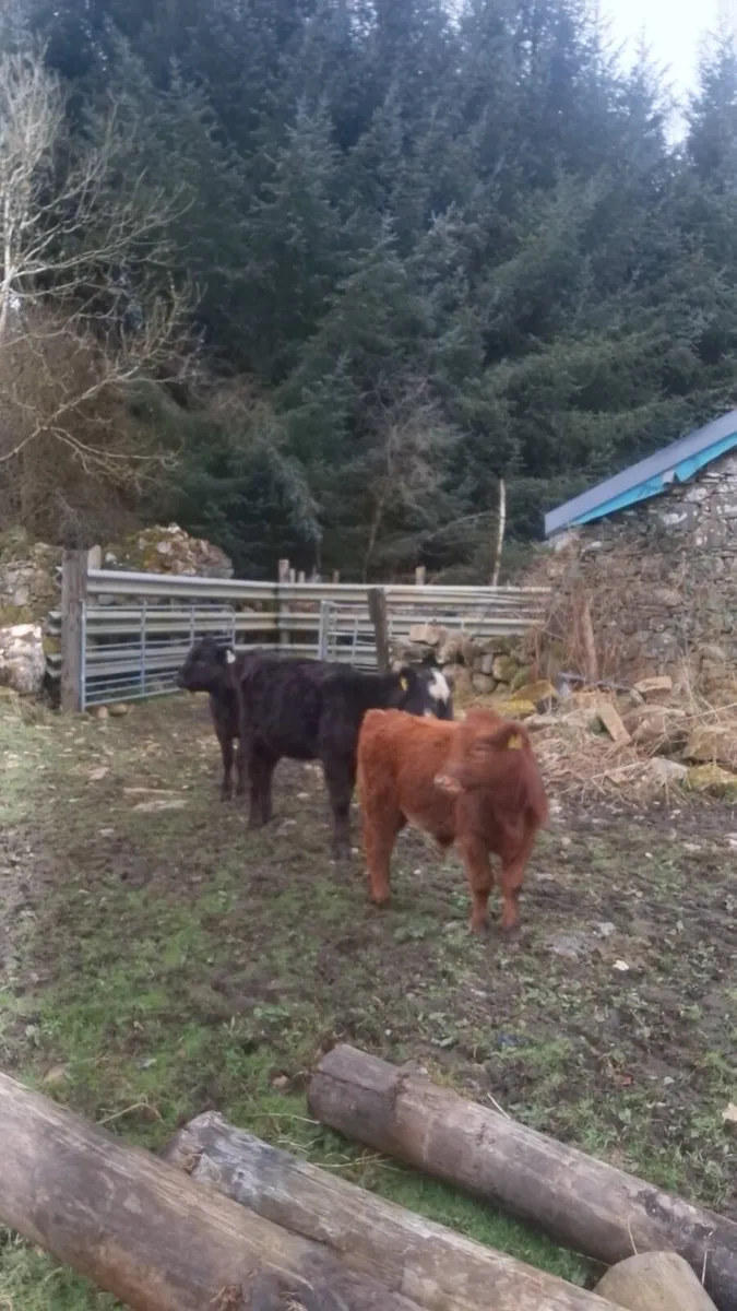 Angus bull weanling - Image 2