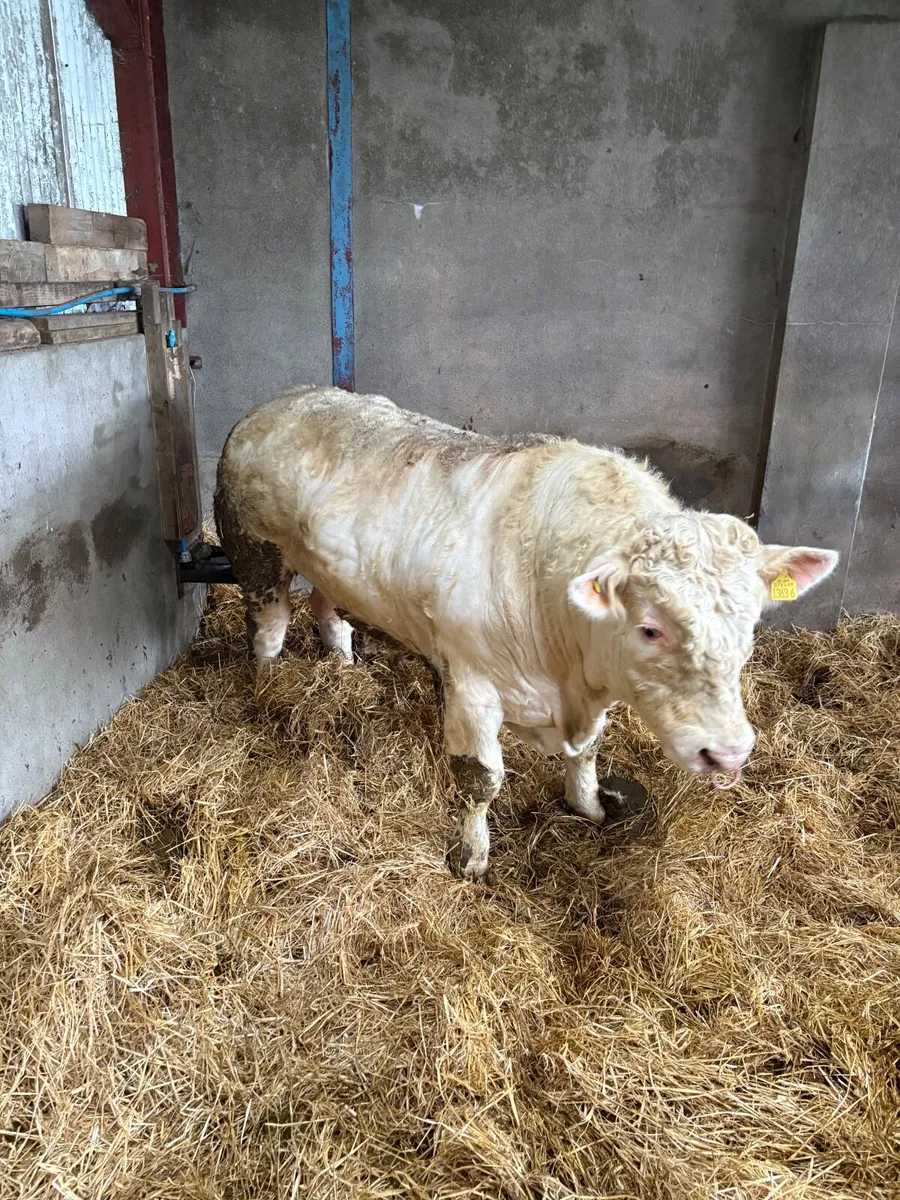 Pedigree Charolais Bull - Image 2