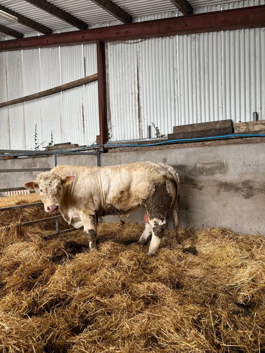 Pedigree Charolais Bull - Image 3
