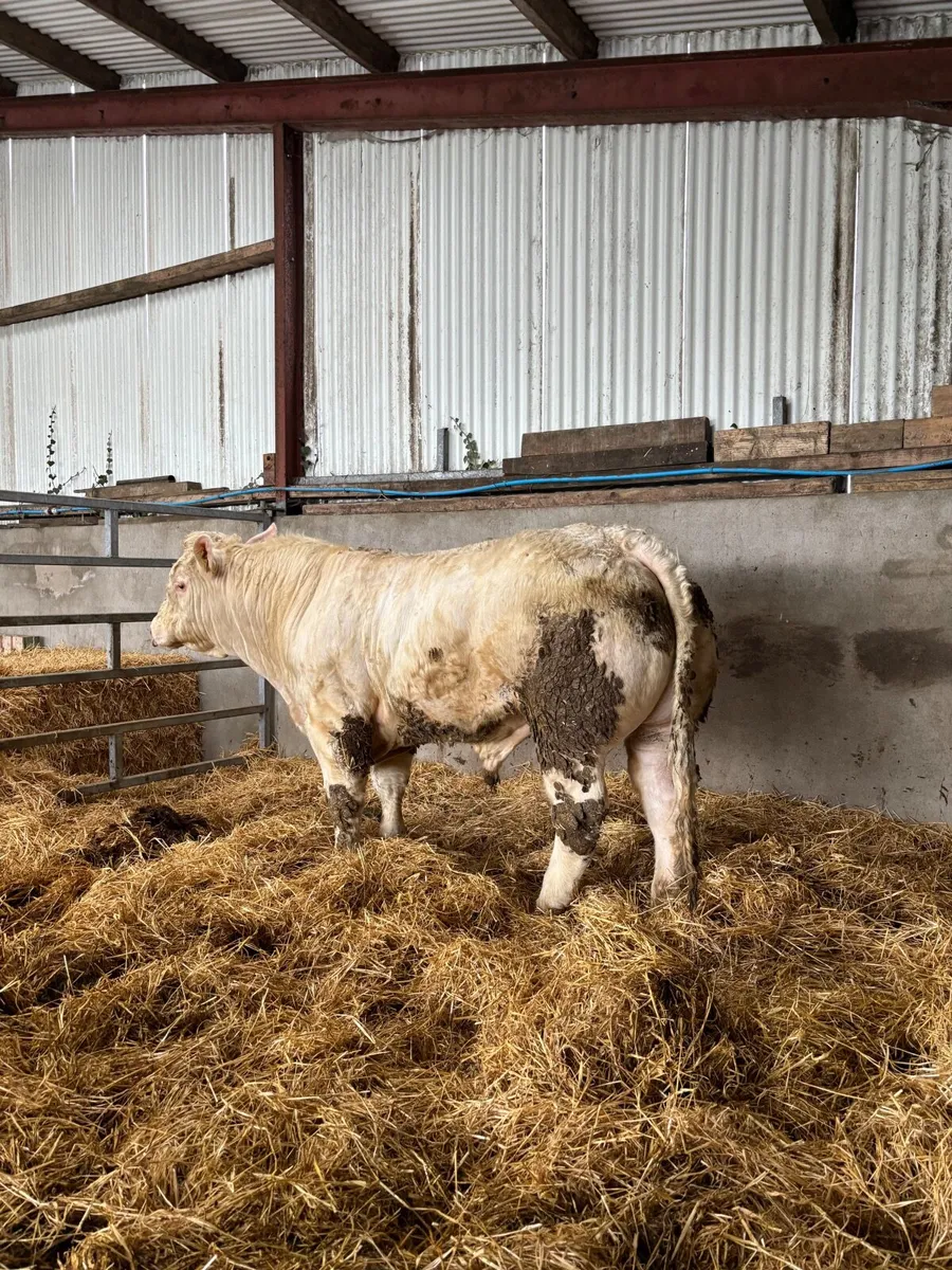 Pedigree Charolais Bull - Image 1