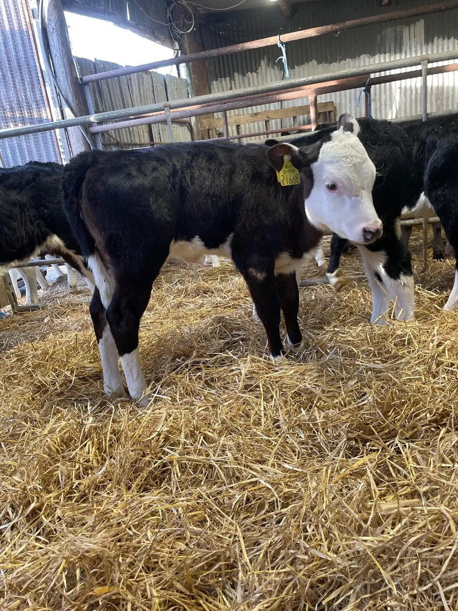 Calves - Image 1