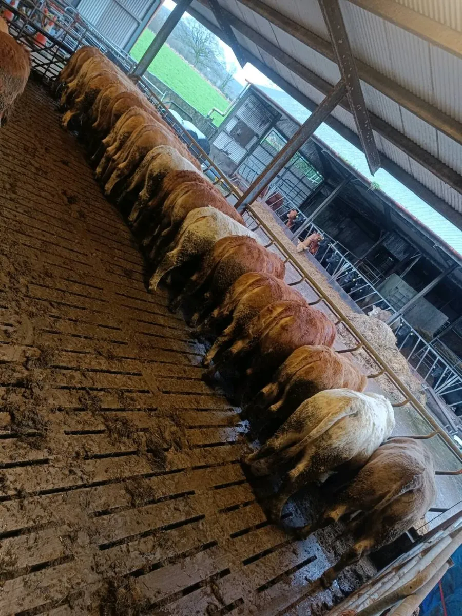 Heifers Charolais/limousin Heifers - Image 2